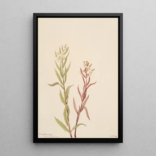 Mary Vaux Walcott - Pedicularis raremosa.webp