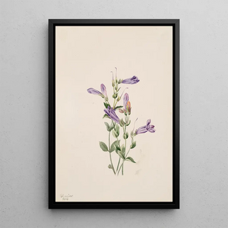 Mary Vaux Walcott - Penstemon Penstimon fruiticosus.webp