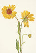 Gaillarde vivace Gaillardia aristata - Mary Vaux Walcott — vy av konstverket
