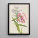 Phlox vivace Phlox paniculata - Mary Vaux Walcott — inramlat konstverk på väggen