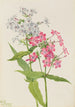 Phlox vivace Phlox paniculata - Mary Vaux Walcott — vy av konstverket