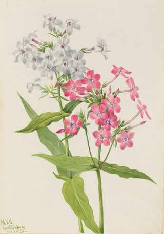 Mary Vaux Walcott - Perennial Phlox Phlox paniculata.webp