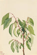 Virginie plaqueminier (Diospyros virginiana) - Mary Vaux Walcott — vy av konstverket