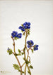 Phacélie de Parry Phacelia parryi - Mary Vaux Walcott — vy av konstverket