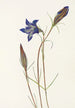 Gentiana des pinèdes Gentiana porphyrio - Mary Vaux Walcott — vy av konstverket