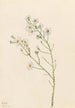 Aster des pinèdes Aster squarrosus - Mary Vaux Walcott — vy av konstverket