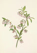 Myrtille des pinèdes Vaccinium tenellum - Mary Vaux Walcott — vy av konstverket