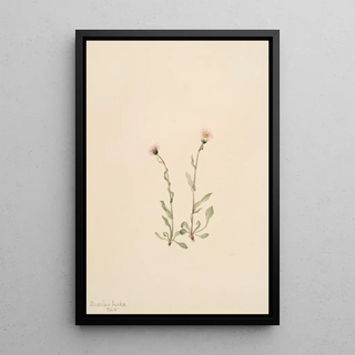 Mary Vaux Walcott - Pink Fleabane Erigeron jucundus.webp