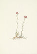 Antennaires roses Antennaria rosea - Mary Vaux Walcott — vy av konstverket