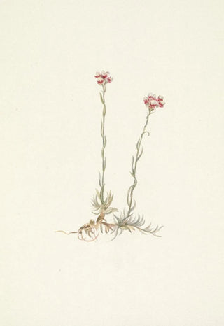 Mary Vaux Walcott - Pink Pussytoes Antennaria rosea.webp
