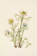 Fleur d'anémone plume Pulsatilla occidentalis - Mary Vaux Walcott — vy av konstverket