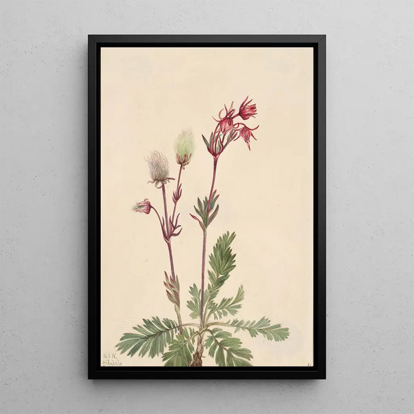 Mary Vaux Walcott - PrairieSmoke Sieversia ciliata.webp