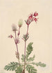 Fumée des prairies Sieversia ciliata - Mary Vaux Walcott — vy av konstverket