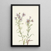 Aster des prairies Aster campestris - Mary Vaux Walcott — inramlat konstverk på väggen