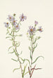Aster des prairies Aster campestris - Mary Vaux Walcott — vy av konstverket