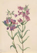Pentstemon des prairies Pentstemon erianthera - Mary Vaux Walcott — vy av konstverket