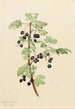 Ribes lacustre - Mary Vaux Walcott — vy av konstverket