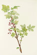 Fleur de groseille épineuse Ribes lacustre - Mary Vaux Walcott — vy av konstverket