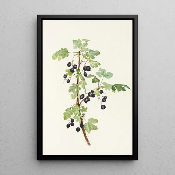 Mary Vaux Walcott - Prickly Currant fruit Ribes lacustre.webp