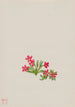 Primevère Primula angustifolia - Mary Vaux Walcott — vy av konstverket