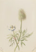 Pulsatilla occidentalis - Mary Vaux Walcott — vy av konstverket