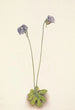 Grassette violette Pinguicula elatior - Mary Vaux Walcott — vy av konstverket