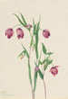 Lanterne féerique violette Calochortus anoenum - Mary Vaux Walcott — vy av konstverket