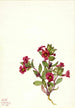 Mimule violette Mimulus bigelovii - Mary Vaux Walcott — vy av konstverket