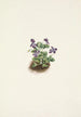 Violette des montagnes violette Viola adunca - Mary Vaux Walcott — vy av konstverket
