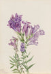 Pentstemon violett Pentstemon lyallii - Mary Vaux Walcott — vy av konstverket