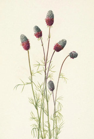Mary Vaux Walcott - Purple Prairieclover Petalostemon purpureum.webp