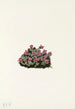 lila saxifrage (Saxifraga oppositifolia) - Mary Vaux Walcott — vy av konstverket