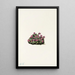 lila saxifrage (Saxifraga oppositifolia) - Mary Vaux Walcott — inramlat konstverk på väggen