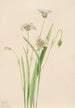 elegant Calochortus - Mary Vaux Walcott — vy av konstverket