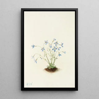 Mary Vaux Walcott - Quakerladies Houstonia caerulea.webp