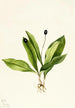Clintonia uniflore - Mary Vaux Walcott — vy av konstverket