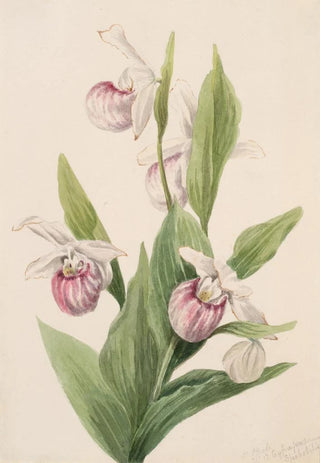 Mary Vaux Walcott - Queens Slipper Cypripedium reginae.webp