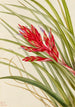 Tillandsia fasciculée - Mary Vaux Walcott — vy av konstverket