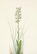 Orchis lacéré - Mary Vaux Walcott — vy av konstverket