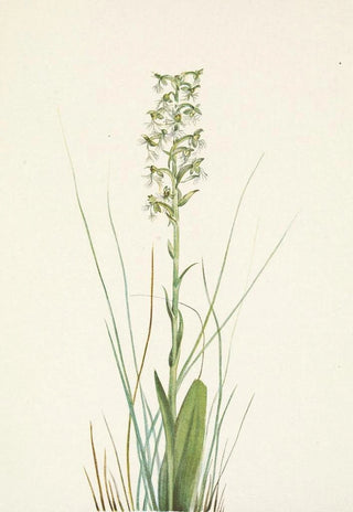 Mary Vaux Walcott - Ragged Fringeorchid Habenaria lacera.webp