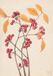Aronie rouge - Mary Vaux Walcott — vy av konstverket