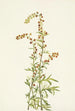 Armoise des rochers Artemisia discolor - Mary Vaux Walcott — vy av konstverket