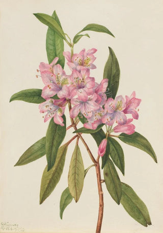 Mary Vaux Walcott - RoseBay Rhododendron Rhododendron carolinianum.webp