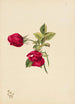 Rose - Mary Vaux Walcott — vy av konstverket