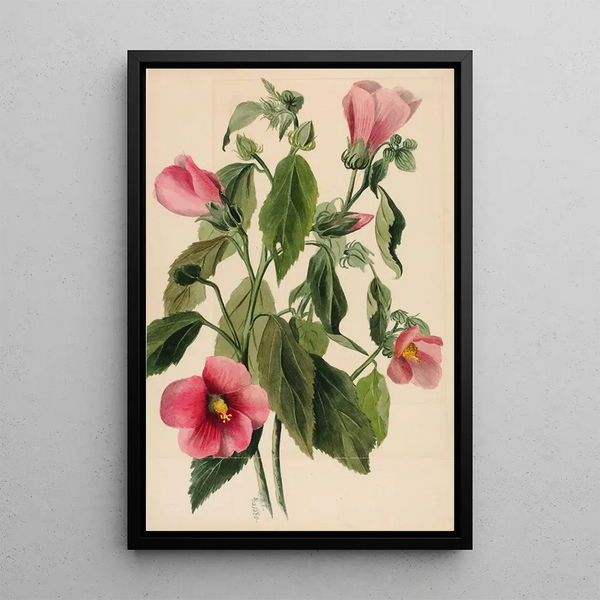 Mary Vaux Walcott - Rose Gentian Sabbatia angularis.webp