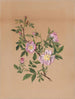 Rose mauve Hibiscus moscheutos - Mary Vaux Walcott — vy av konstverket