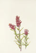Castillieja rosé Castilleja pallida - Mary Vaux Walcott — vy av konstverket
