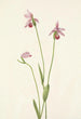 Pogonie ros Pogonia ophioglossoides - Mary Vaux Walcott — vy av konstverket