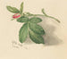Rosebud - Mary Vaux Walcott — vy av konstverket