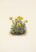 Potentilla i rosett Potentilla uniflora - Mary Vaux Walcott — vy av konstverket